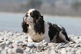 CAVALIER KING CHARLES 214
